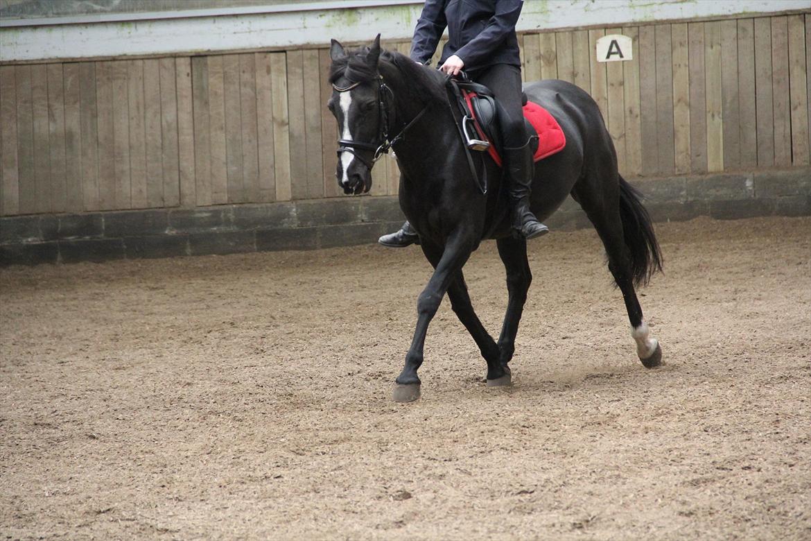 DSP Toftekildes Nelly - Øgning!:D <3 taget af: Chelle billede 10