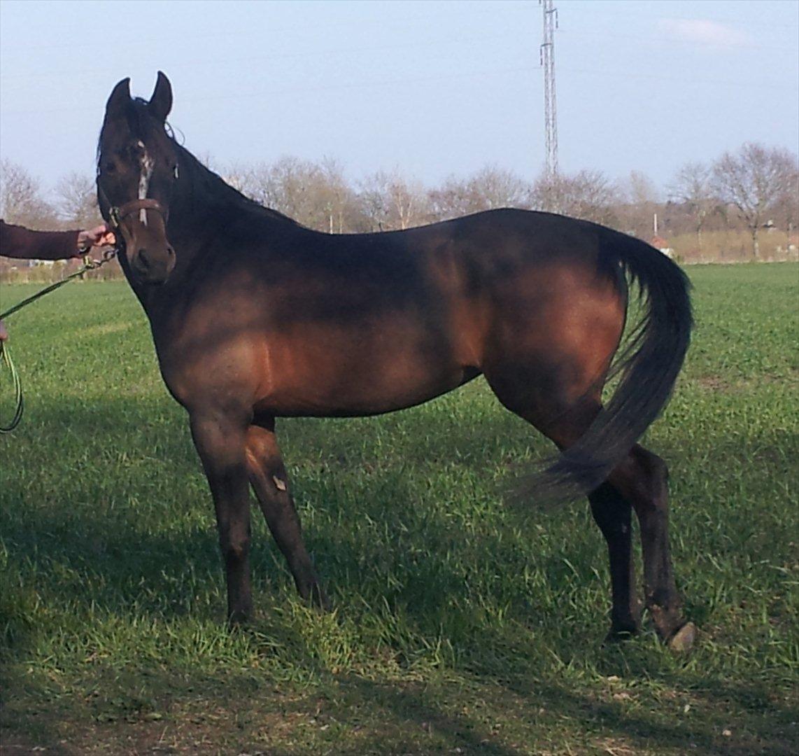 Arabisk fuldblod (OX) Fanzana (Iris) billede 4