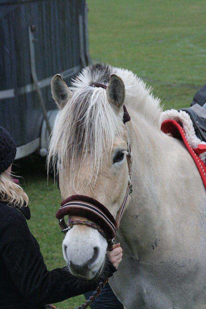 Fjordhest Kashmir  - På vej til Stævne billede 1
