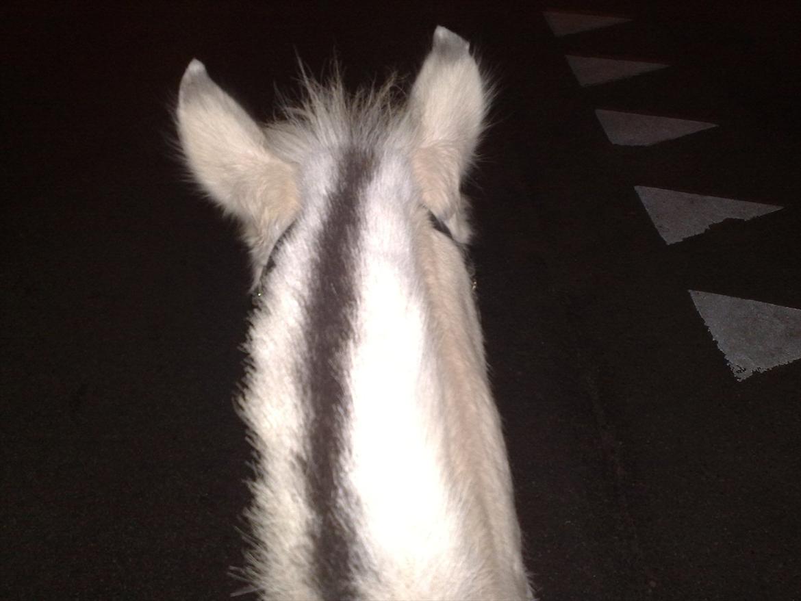 Anden særlig race Milo (Den fede) billede 18