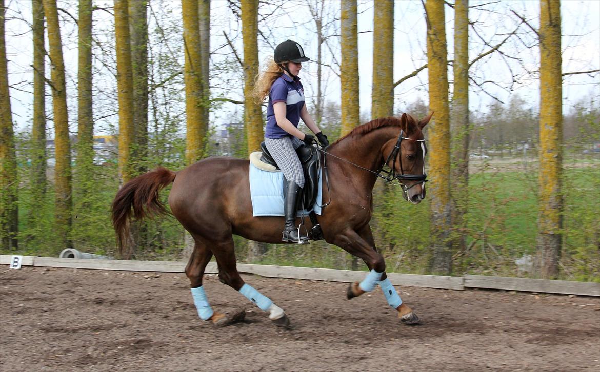 Anden særlig race Felicia - D.22.04.2012 I gang med genoptræning  billede 16