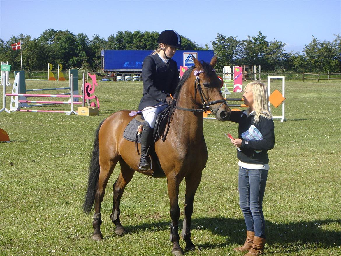 New Forest Otto billede 4