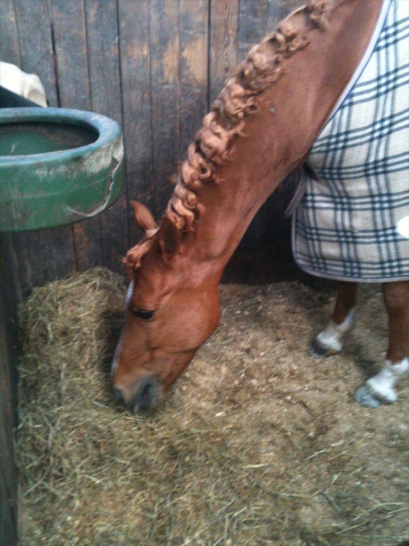 Hollandsk Sportspony Montana billede 5