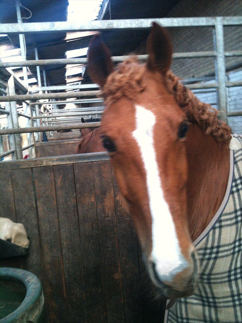 Hollandsk Sportspony Montana billede 6