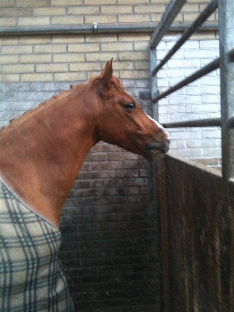 Hollandsk Sportspony Montana billede 7