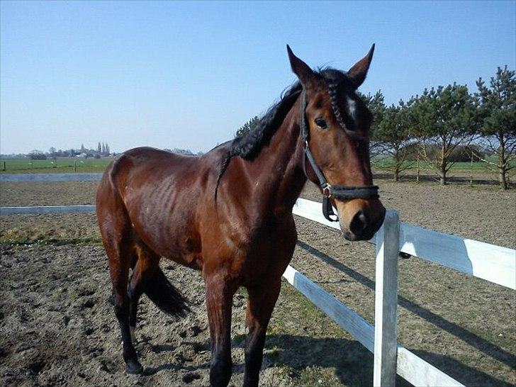 Traver Dillon - Så har vi haft Damen i 3 uger billede 13