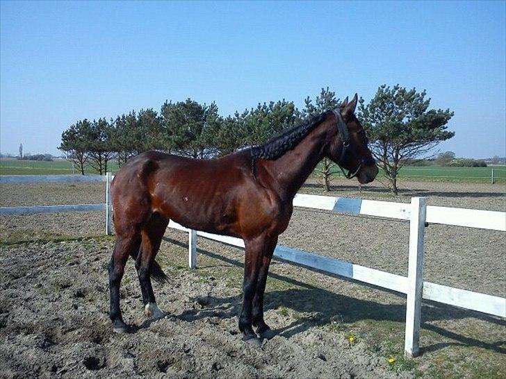 Traver Dillon - Dillon efter 3 uger  billede 14