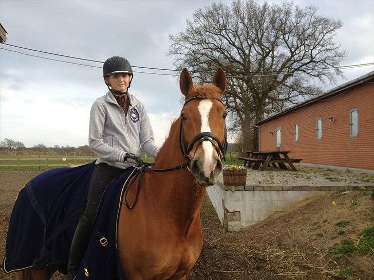 Tysk Sportspony Firfod Jacob Klaphat - Prinsen!<3 billede 5