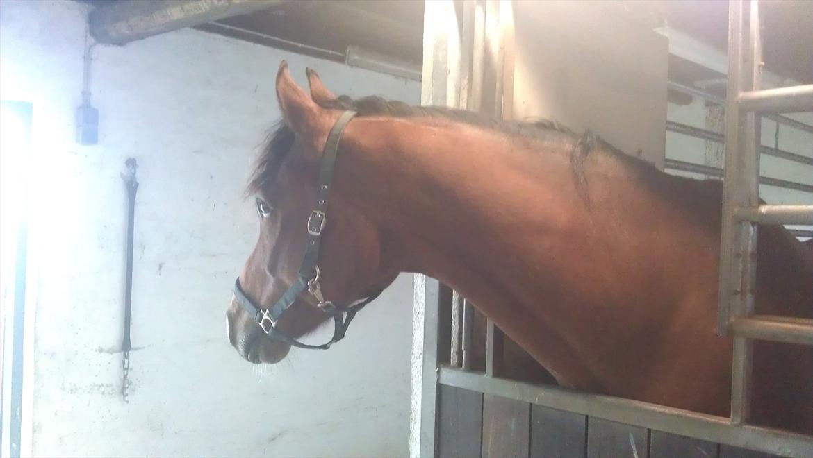 Dansk Varmblod Fairytale † - † Sidste gang jeg så Fairytale - Smuk som altid! D. 22/4-12 billede 18