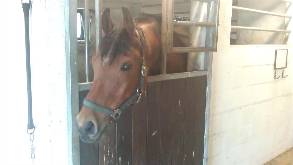 Dansk Varmblod Fairytale † - † Sidste gang jeg så Fairytale - Smuk som altid! D. 22/4-12 billede 17