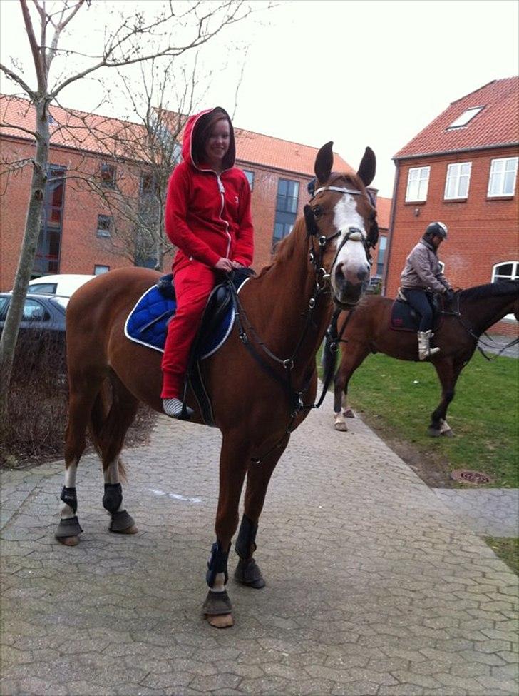 Trakehner Portlandas - # 1 Velkommen til Polles profil. - Onepiece og nede i byen! billede 1