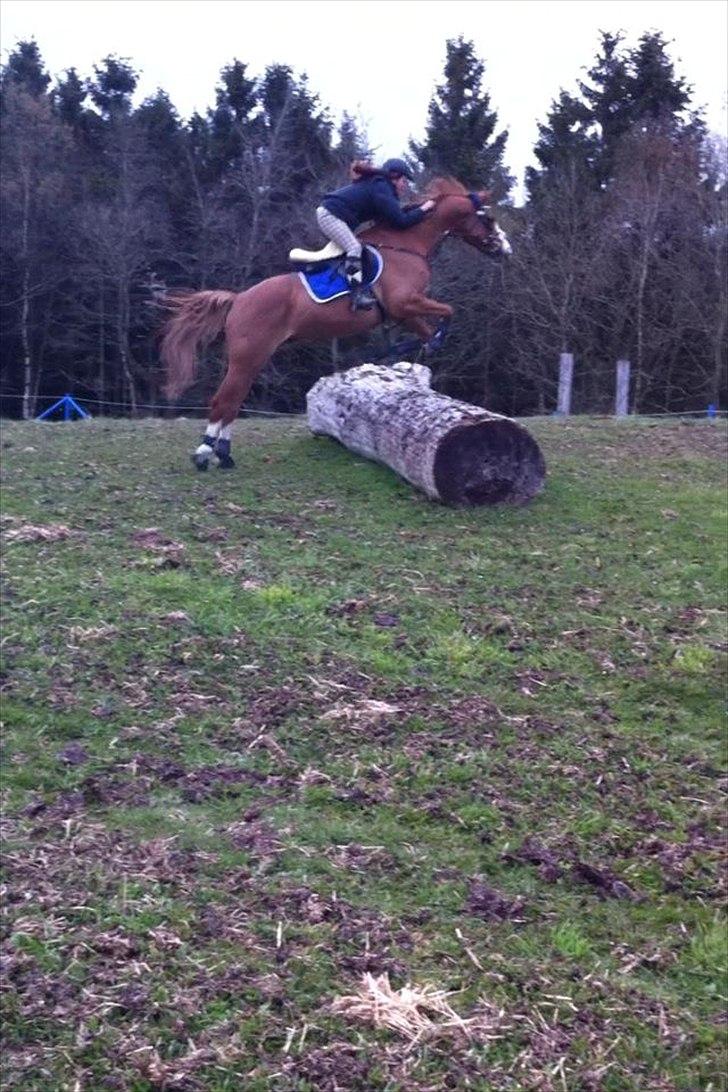 Trakehner Portlandas - # 2 Allerførste gang jeg sådan rigtig springer på Polle i terrænet. Her over kævlen. billede 2