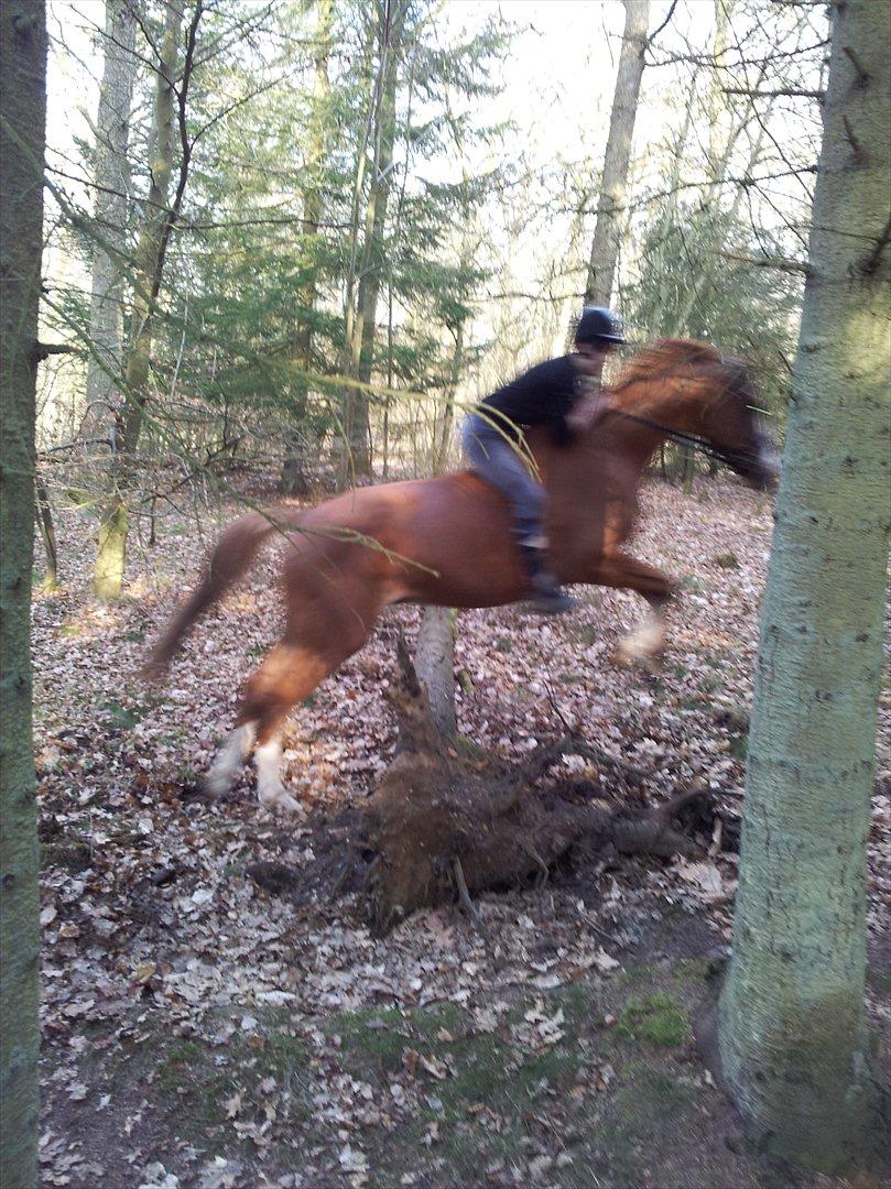 Trakehner Portlandas - # 3 På en stille og rolig skridttur uden sadel, med en veninde - men der lå jo et væltet træ. Her er det Christina der rider ham. billede 3