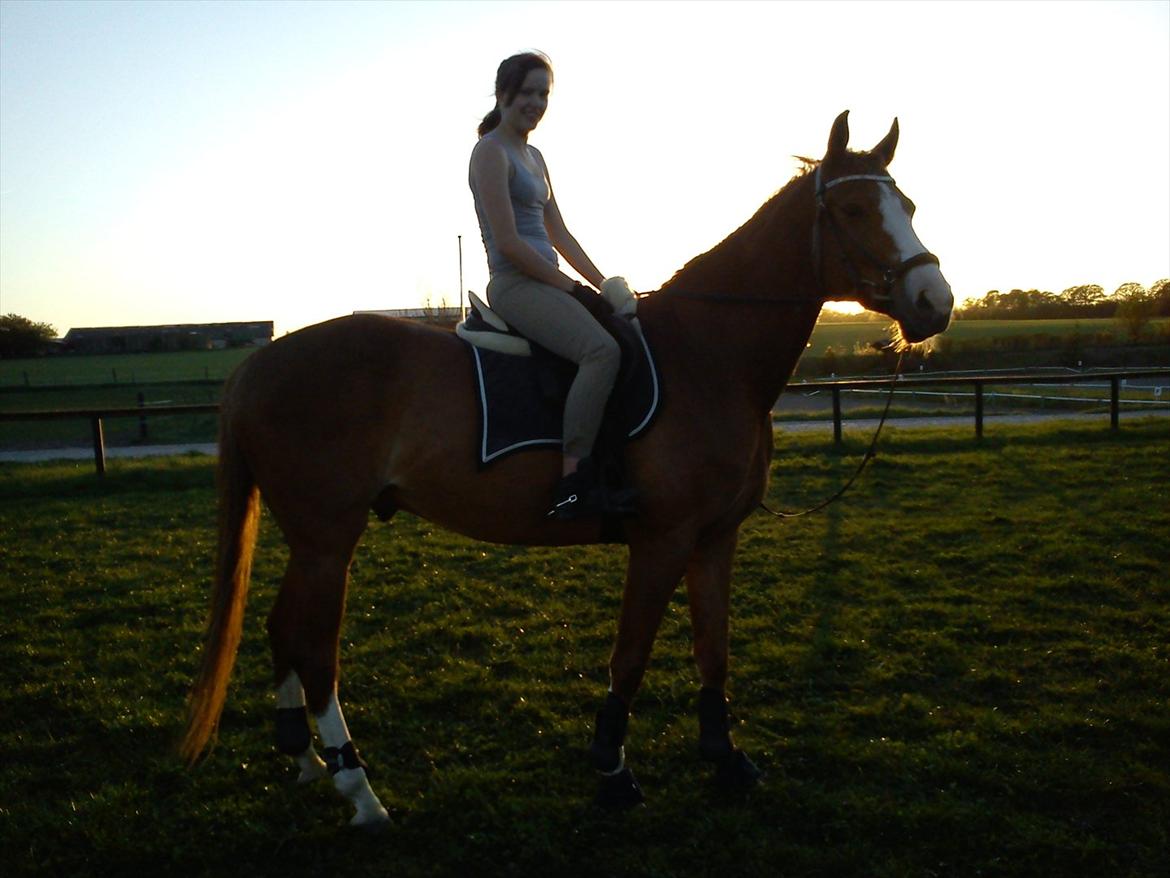 Trakehner Portlandas - # 4 I starten, da jeg var begyndt at ride ham. Efter en hård spring ''undervisning'' i solnedgangen :-) billede 4