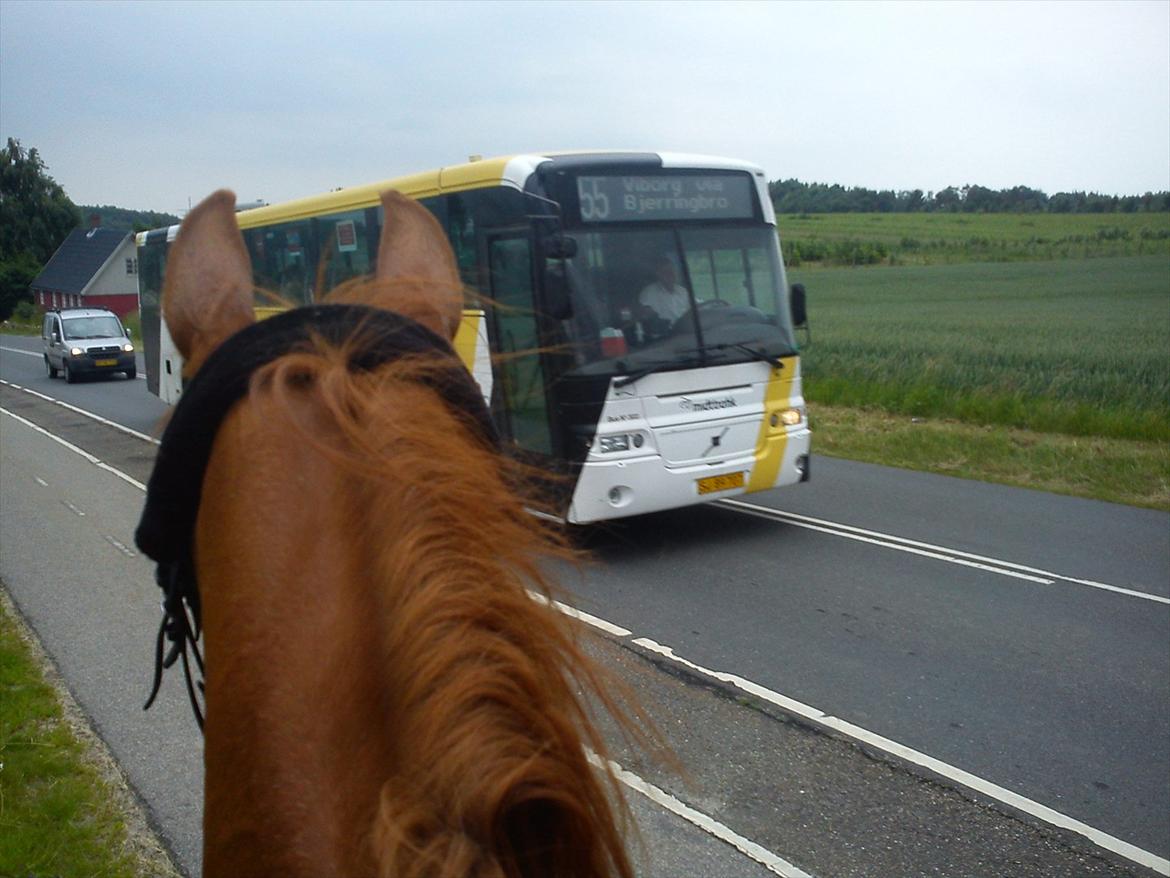 Trakehner Portlandas - # 8 På vores tur hjem fra Sall, end ikke bussen skræmmer ham. billede 8