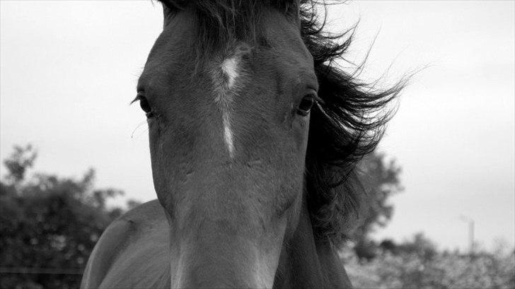 Dansk Varmblod Aloysius billede 15