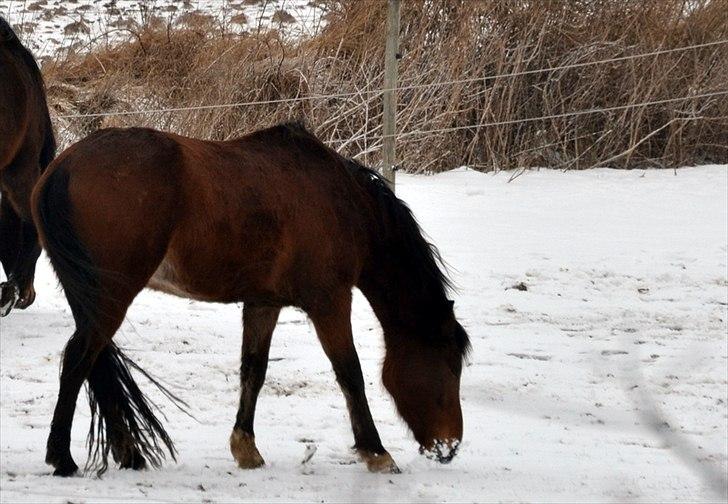 Dansk Varmblod Aloysius billede 16
