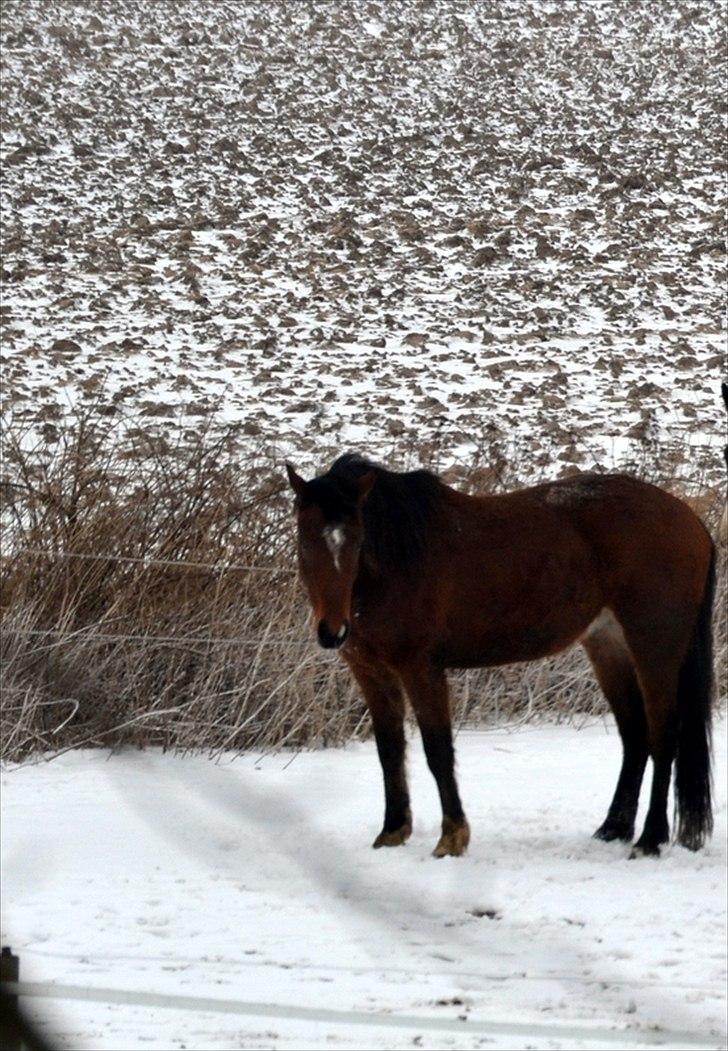 Dansk Varmblod Aloysius billede 17