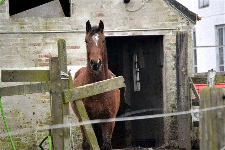 Dansk Varmblod Aloysius billede 18