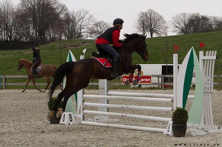 Anden særlig race Afrodite - Riderscup <3 billede 20