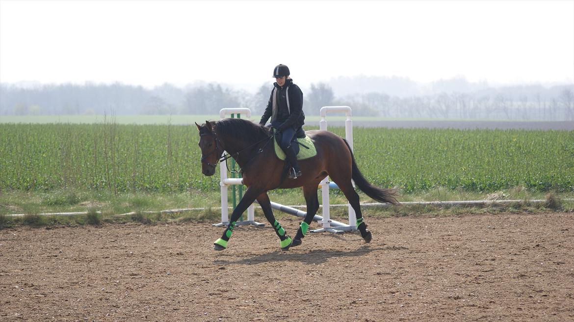 Oldenborg Aron - DRØMMEHESTEN! :* - Aron og jeg, opvarmning til spring. Lækker gang! :-* Foto: Amanda Piil<3 billede 13
