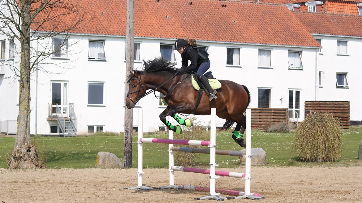 Oldenborg Aron - DRØMMEHESTEN! :* - Aron og jeg over 105 cm. Foto: Amanda Piil<3 billede 16
