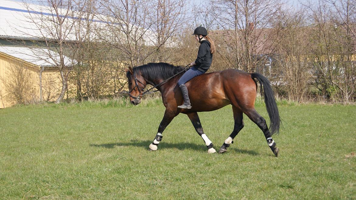 Oldenborg Aron - DRØMMEHESTEN! :* - Aron og jeg. Trav uden sadel :-* Foto: Amanda Piil<3 billede 17