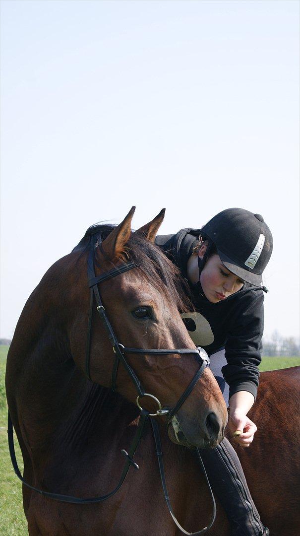 Oldenborg Aron - DRØMMEHESTEN! :* - Min smukke bamse.. Foto: Amanda Piil<3 billede 18