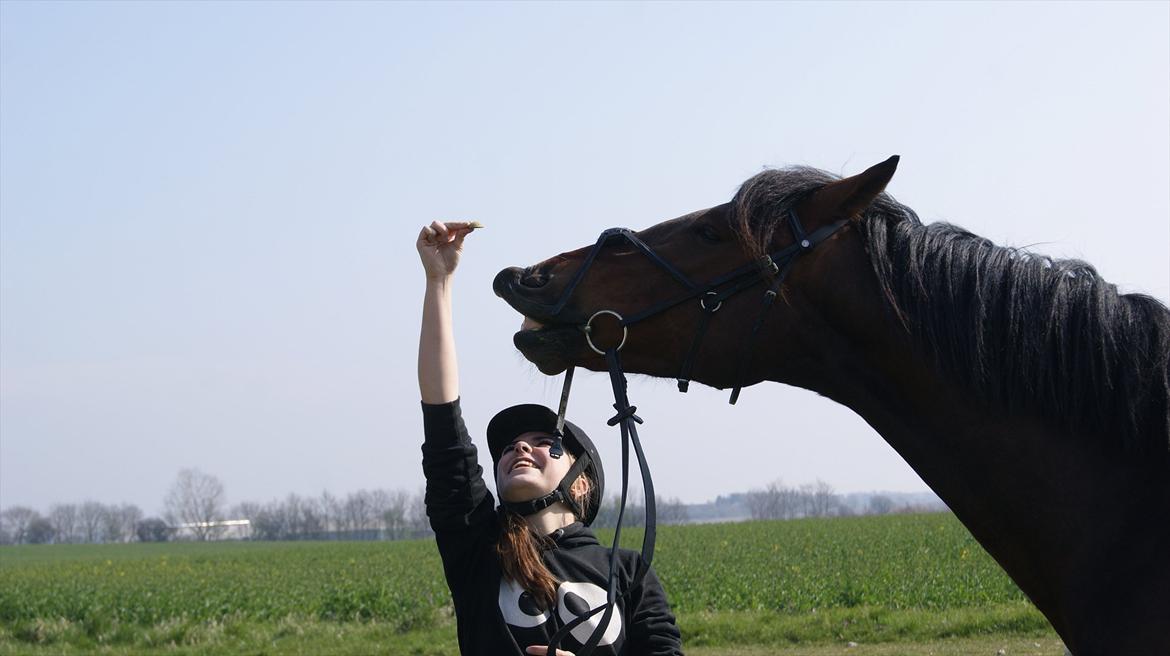 Oldenborg Aron - DRØMMEHESTEN! :* - Smiiil! :-) Foto: Amanda Piil<3 billede 19