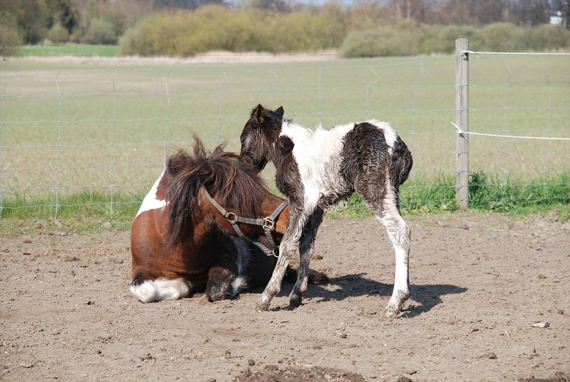 Shetlænder Lilje billede 2