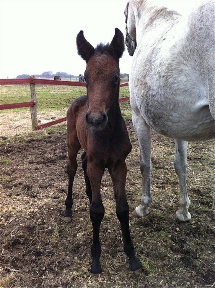 Holstener Cassie Gørtz - d. 05/04 - 2011 Cassie 3 dage gammel. billede 16