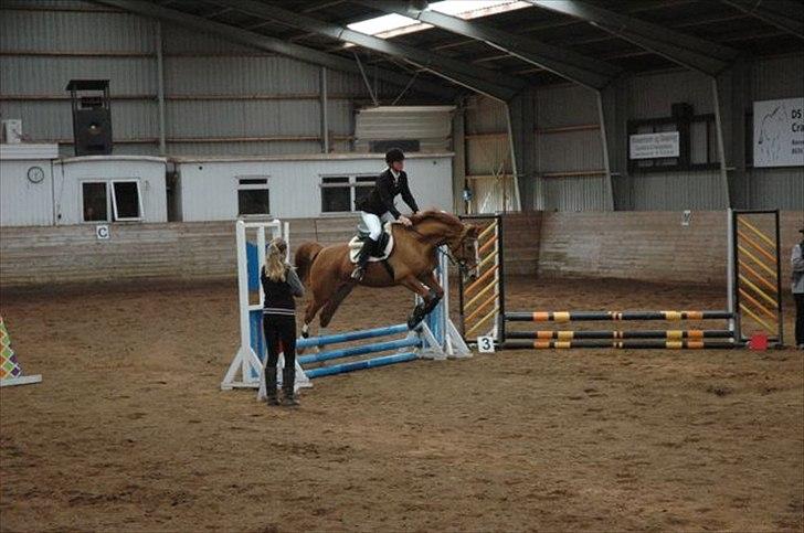 Anden særlig race Lucky Diamond  billede 12