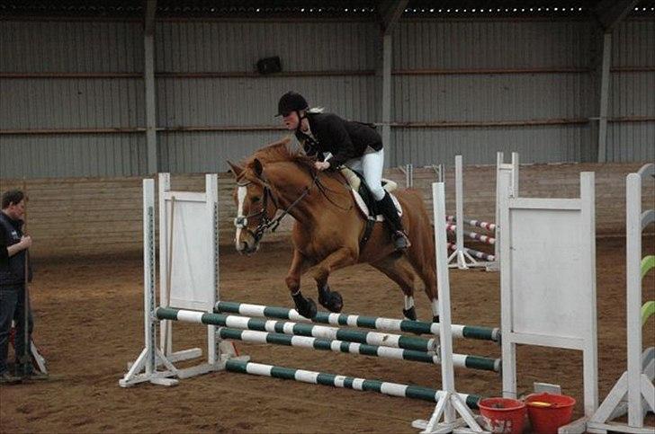 Anden særlig race Lucky Diamond  billede 13