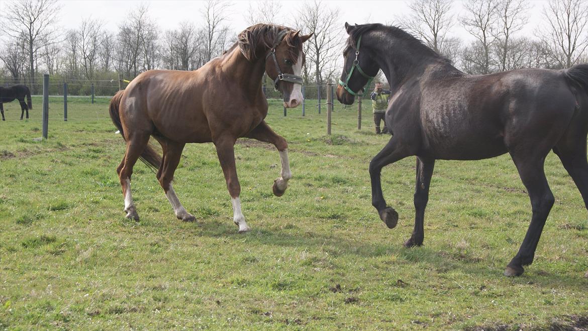 Anden særlig race Revall billede 17