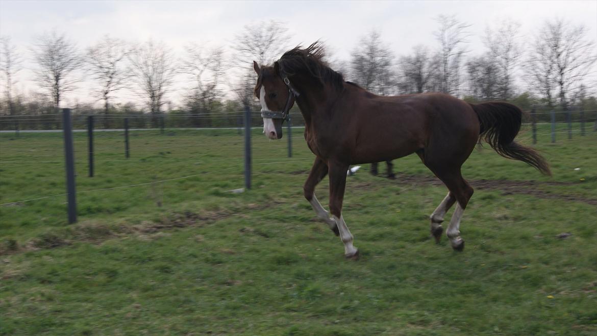 Anden særlig race Revall billede 1