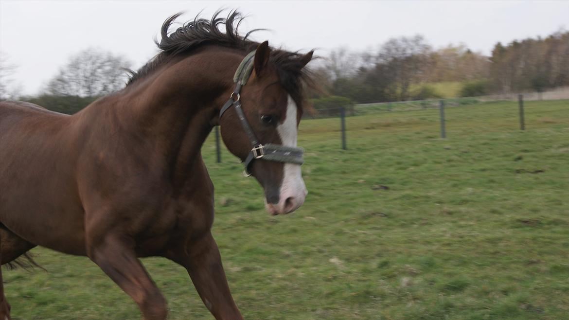Anden særlig race Revall billede 18