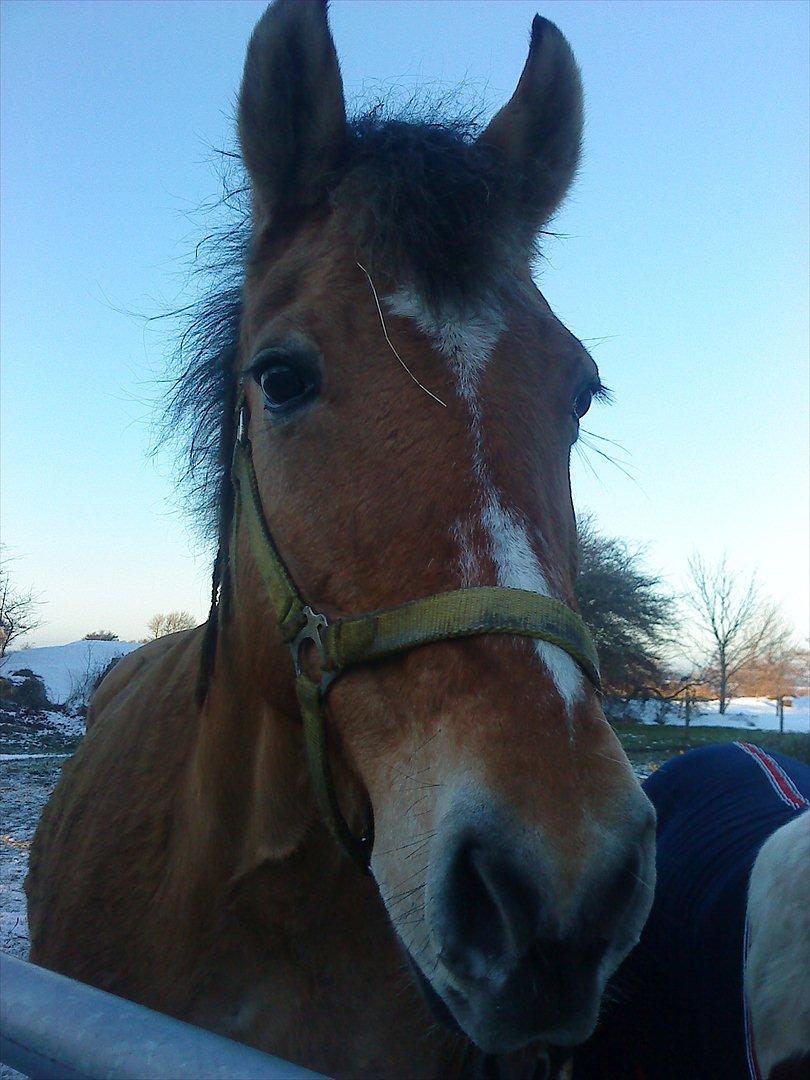 Anden særlig race leika - leika<3 billede 1