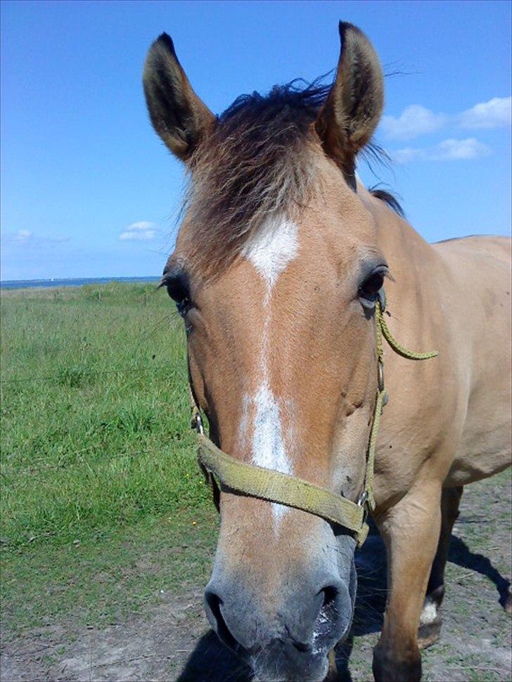 Anden særlig race leika - smil igen:-) <3 billede 6