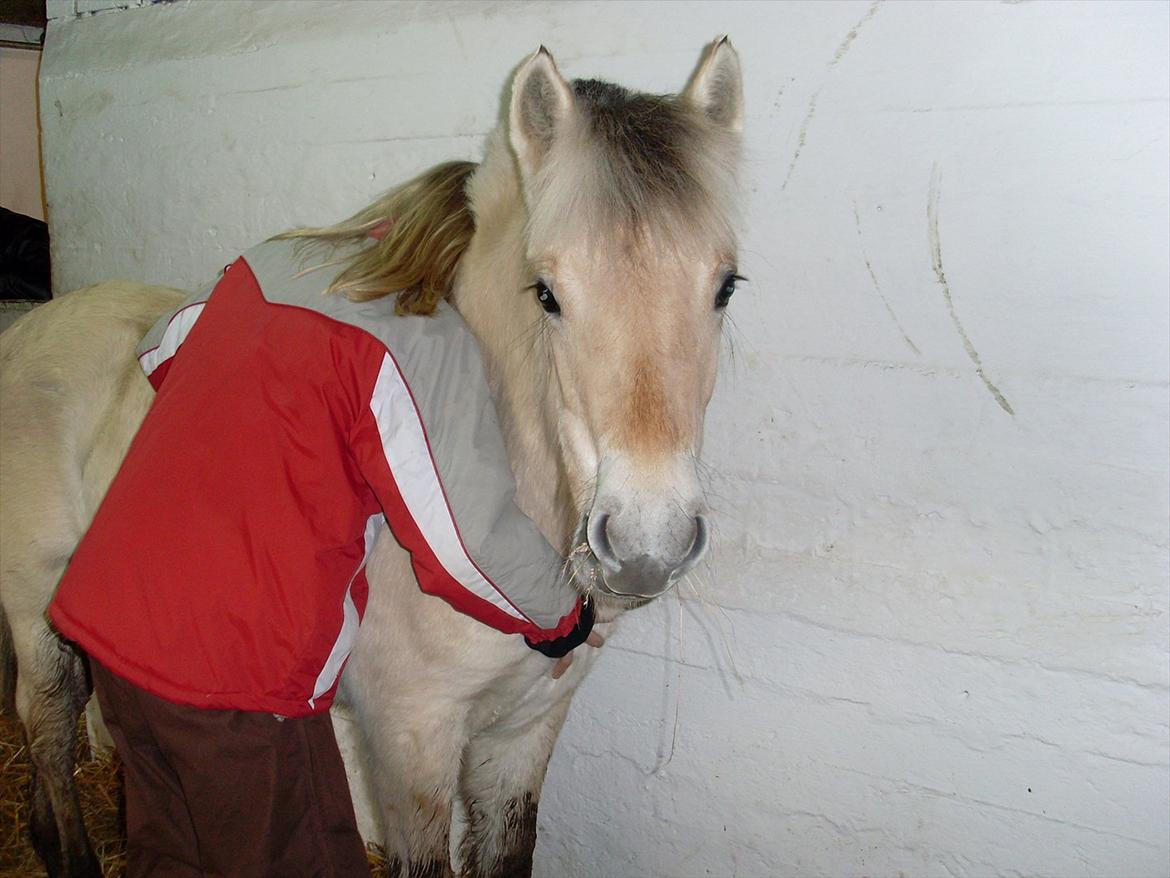 Fjordhest Stella*givet til moster*  billede 15