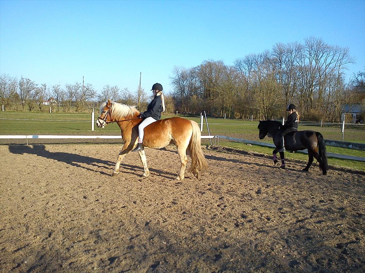 Haflinger Lille Pepsi billede 12