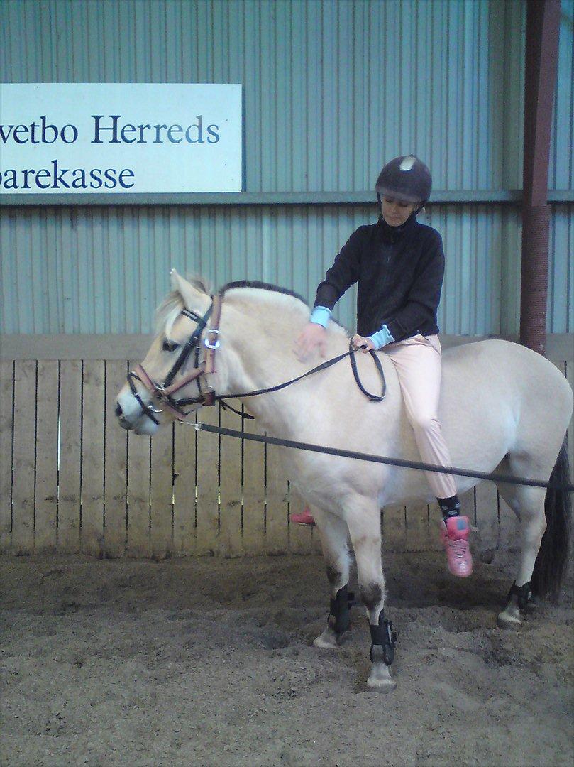 Fjordhest Stella*givet til moster*  - Min første ride tur, efter en knæ operation   billede 17