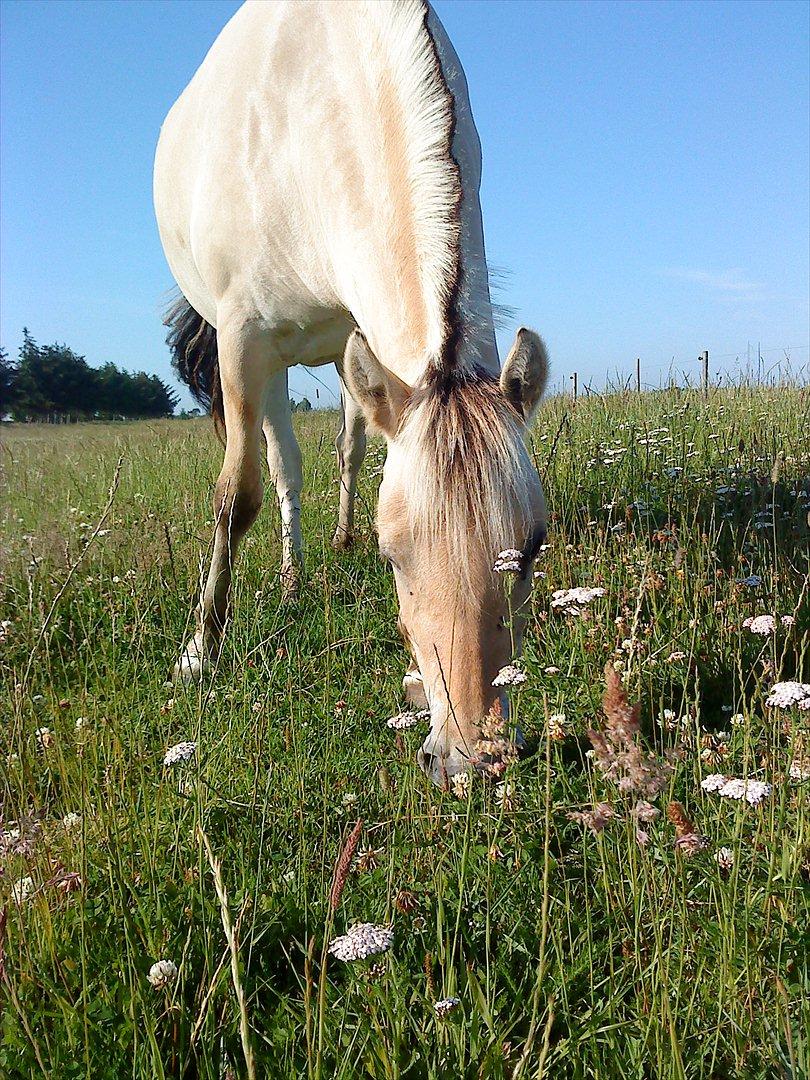 Fjordhest Stella*givet til moster*  billede 18