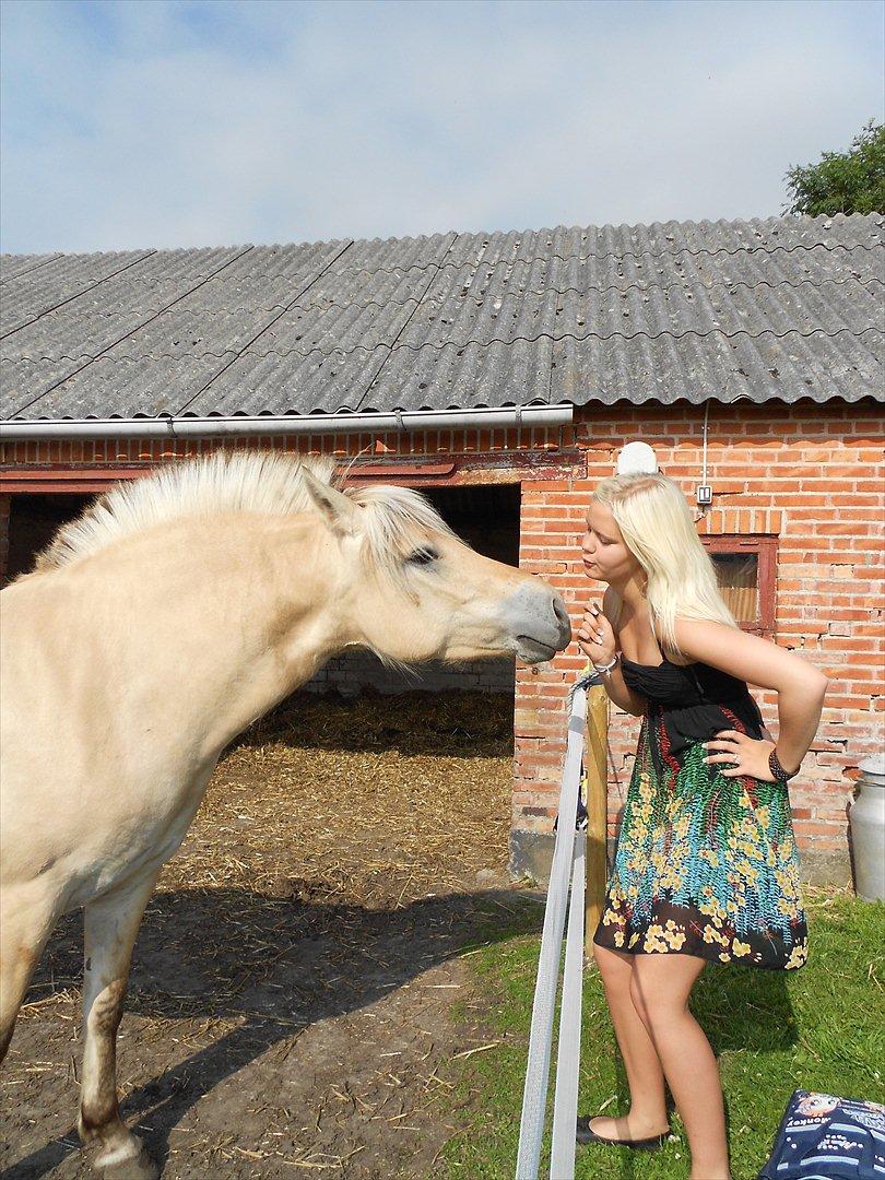 Fjordhest Stella*givet til moster*  billede 19