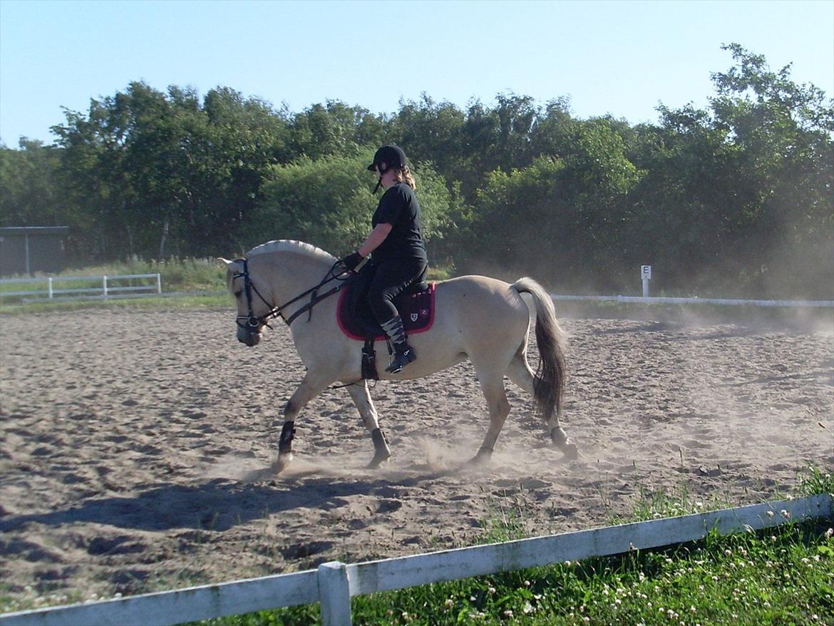 Fjordhest Stella*givet til moster*  - Moster og Stella :-) billede 20