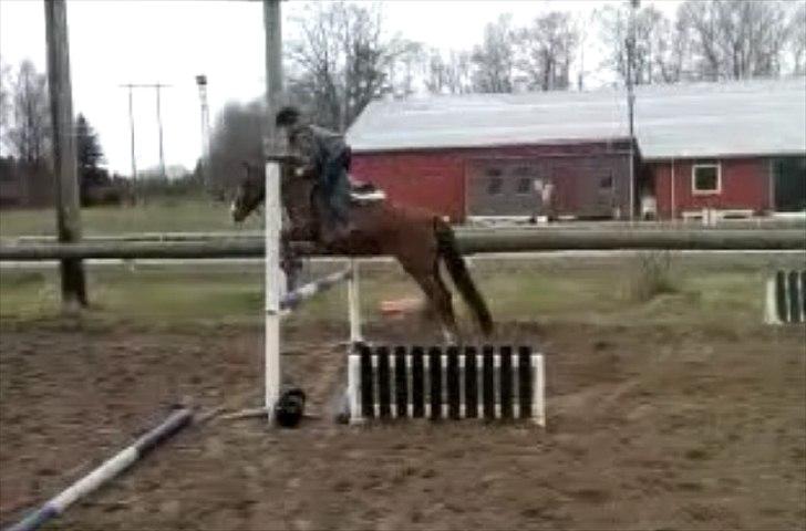 New Forest Damgårds Maja billede 19