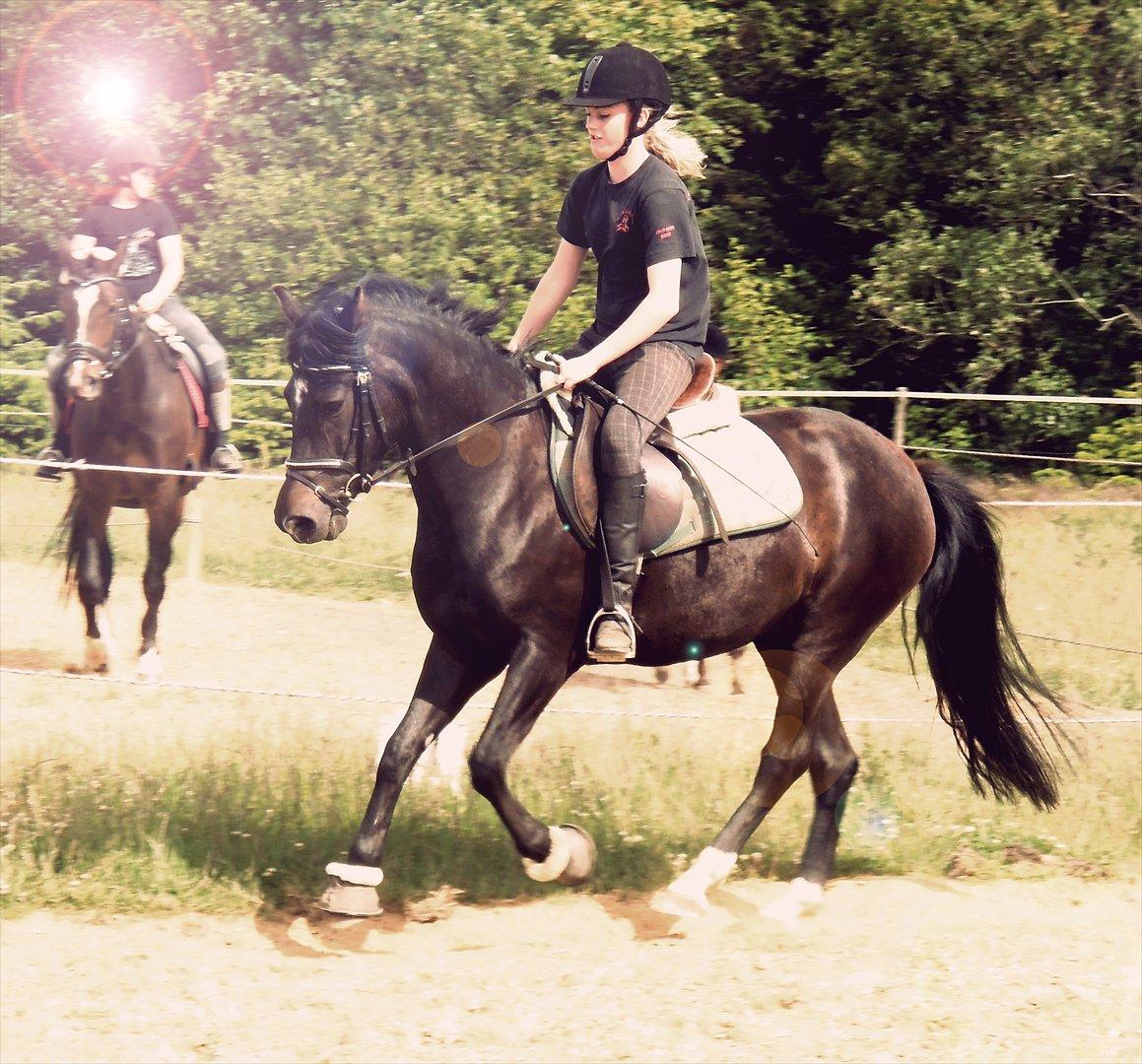 New Forest krondalens alymet  - 11) dejlig træning med alymet redigeret af mig foto: karoline
saavner dig!<3 billede 11