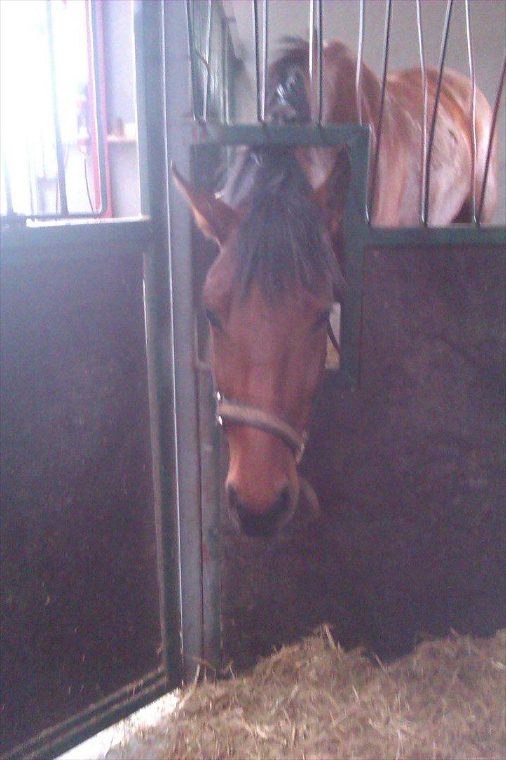 Pinto Moonstar - hva så der:)<33
 billede 13