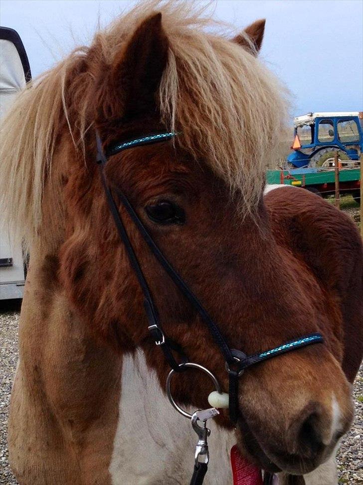 Islænder Veiga - Velkommen til min profil .. :) billede 1