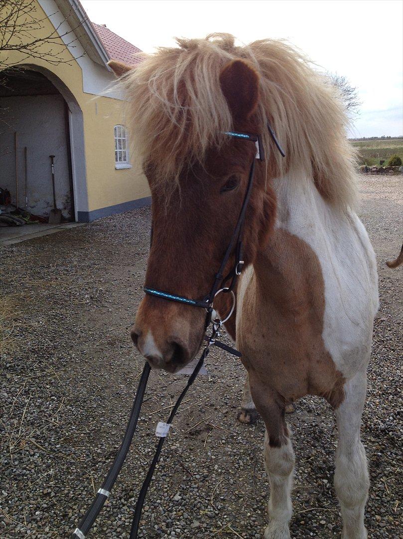 Islænder Veiga - Lige købt et nyt hovedtøj til hende lige skulle prøves. :) billede 3