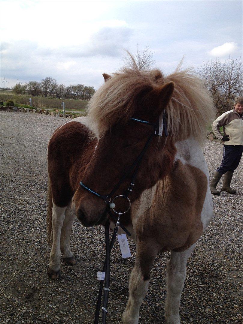 Islænder Veiga billede 4